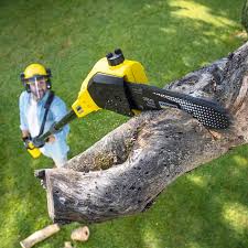 How Our Tree Care Process Works  in  Sudan, TX