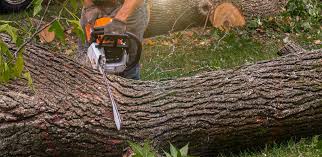 Reliable Sudan, TX Tree Services Solutions