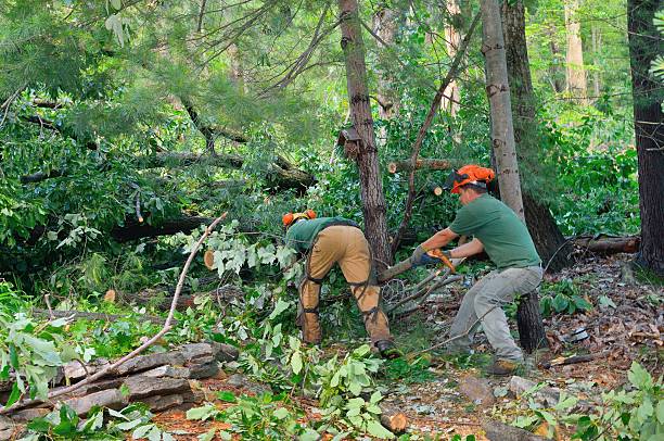 Best Tree Trimming and Pruning  in Sudan, TX