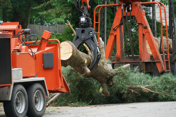  Sudan, TX Tree Services Pros